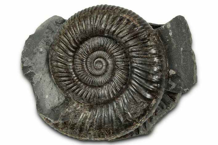 Jurassic Ammonite (Dactylioceras) Fossil - England #351291